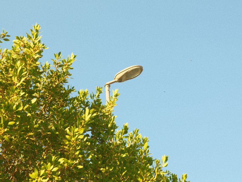 A streetlight partially obscured by lush green leaves against a clear blue sky.
