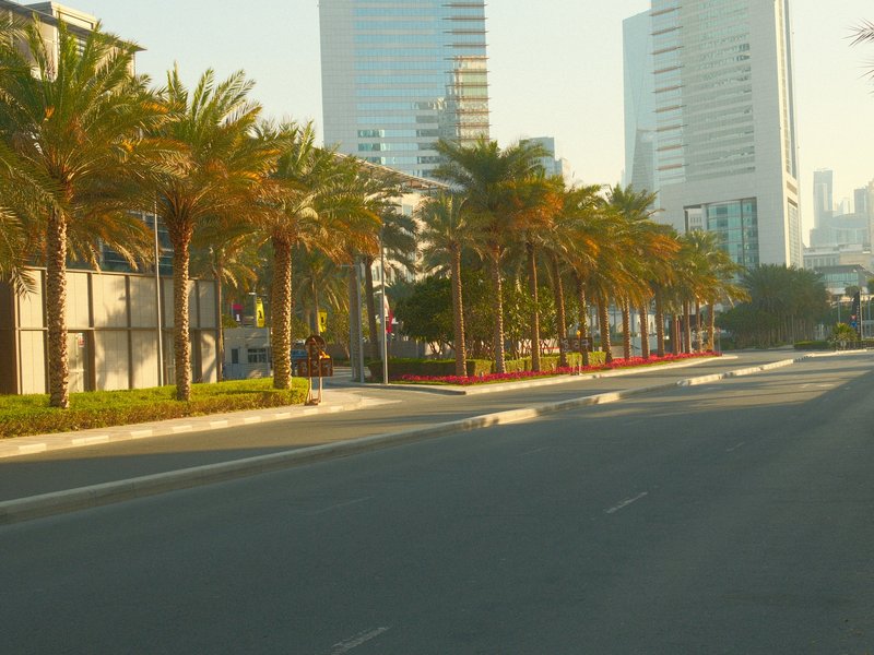 A quiet urban street lined with palm trees and modern buildings under soft morning light.