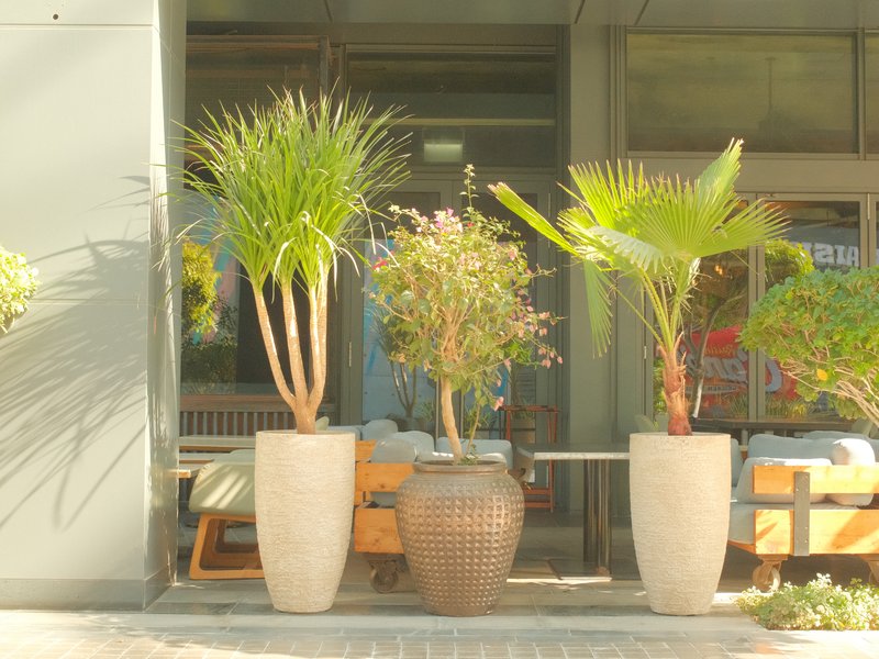Three decorative potted plants outside a modern building entrance with sunlight casting shadows.