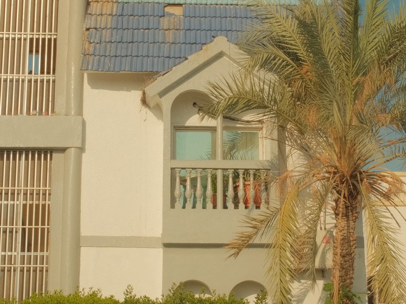 A close-up view of a building with a palm tree in the foreground and a blue-tiled roof.