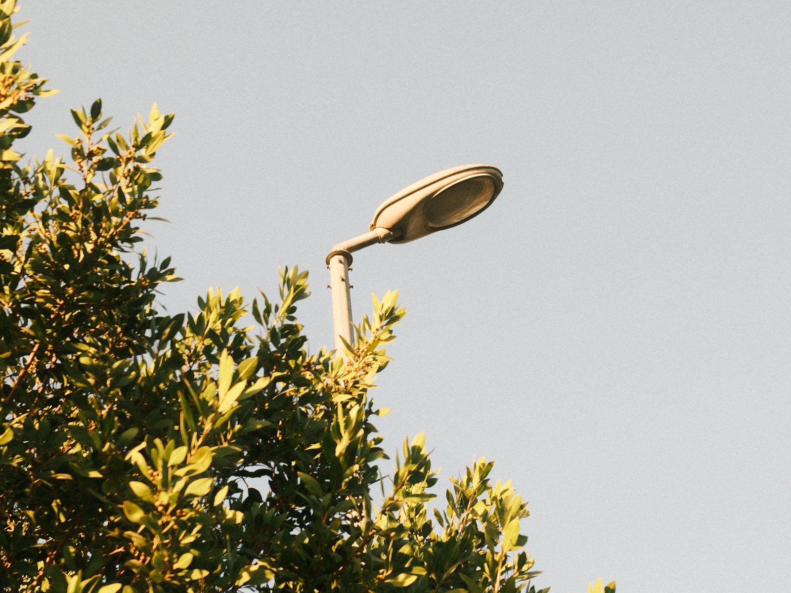 A street lamp partially obscured by green foliage against a clear sky.
