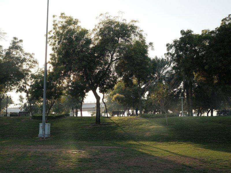 A serene park scene with trees and a glimpse of water in the background, illuminated by soft sunlight.