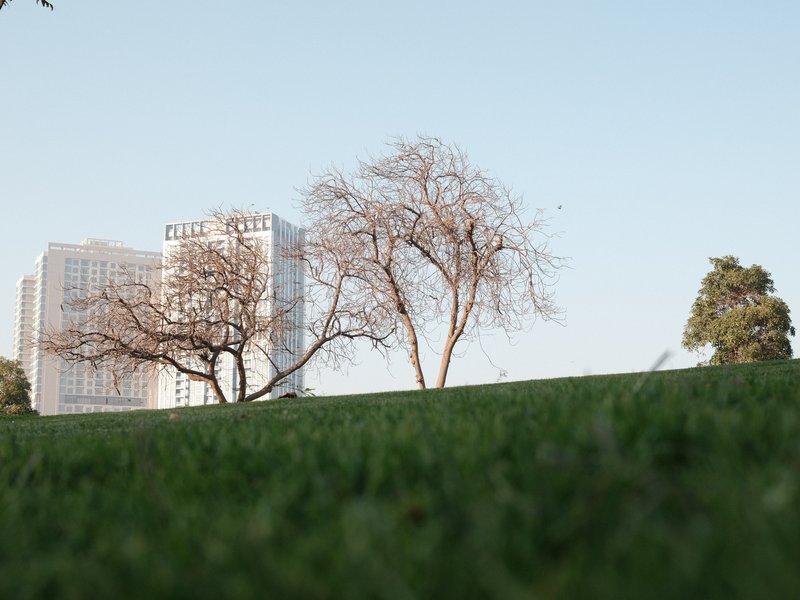 A grassy field with bare trees and a modern building in the background under a clear sky.