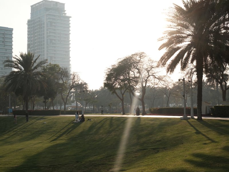 A sunlit park scene with palm trees and distant buildings, casting long shadows on the grass.