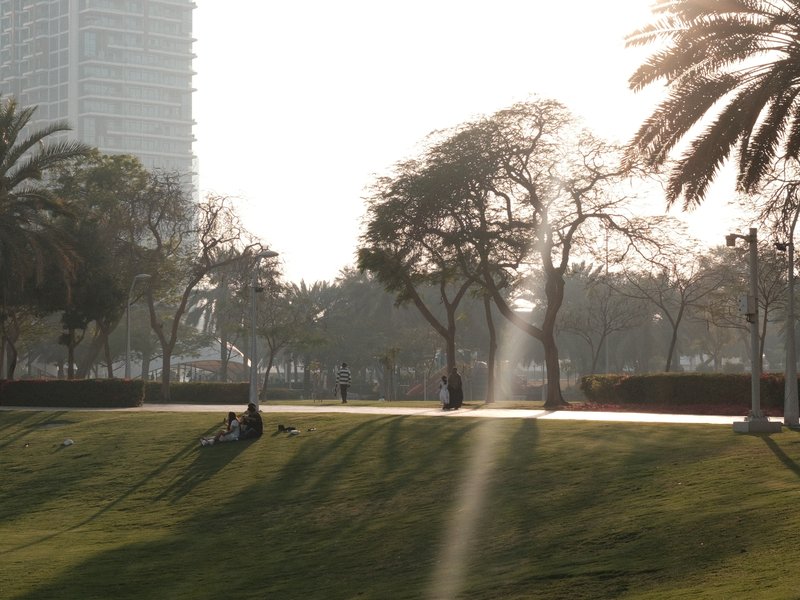 A sunlit park scene with palm trees and long shadows on the grass.