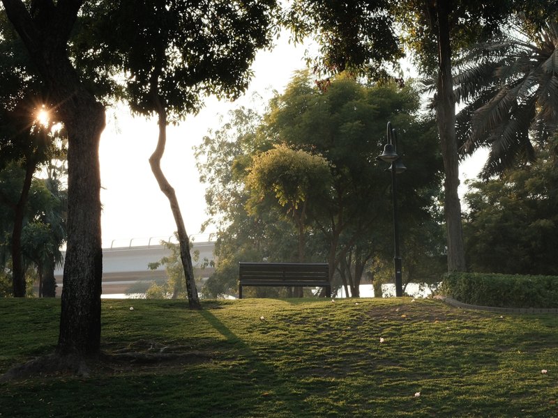 A serene park scene with trees and soft sunlight filtering through the leaves.