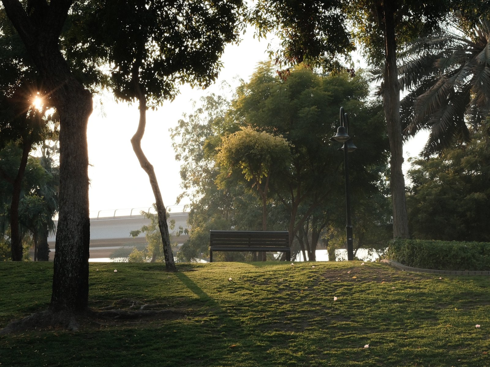 A serene park scene with trees and soft sunlight filtering through the leaves.