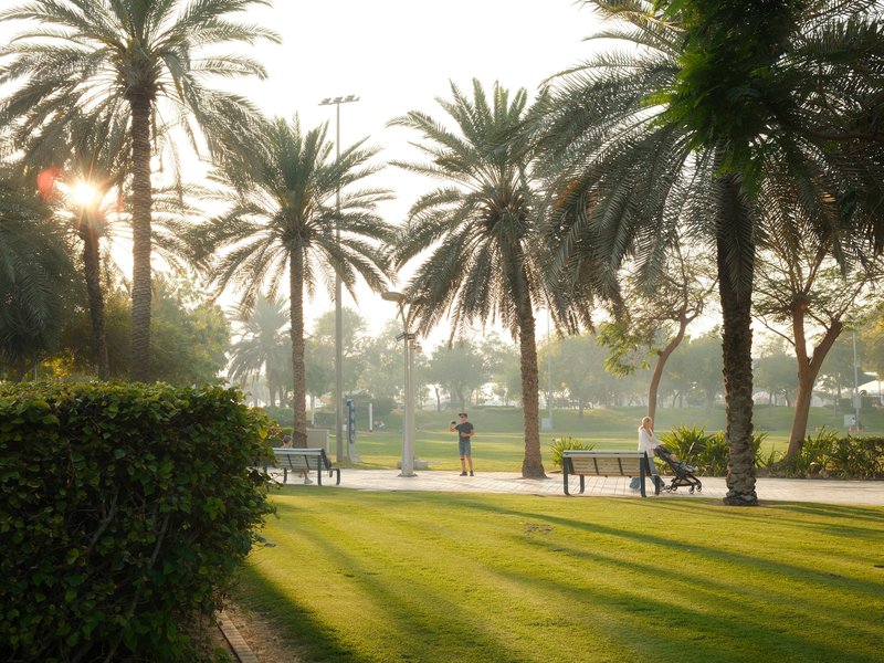 A sunlit park scene with palm trees casting long shadows on the grass.