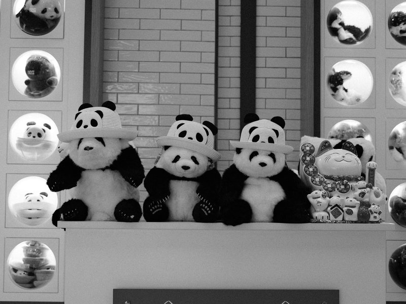 A collection of panda plush toys displayed on a shelf against a patterned wall.