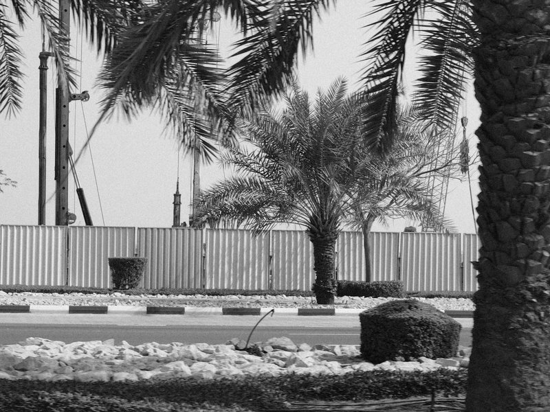 Black and white image of palm trees and a construction site with a fence in the background.