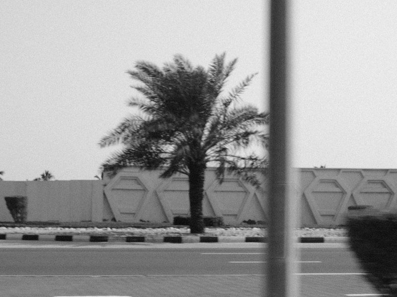 A solitary palm tree next to a modern geometric wall, captured in black and white.