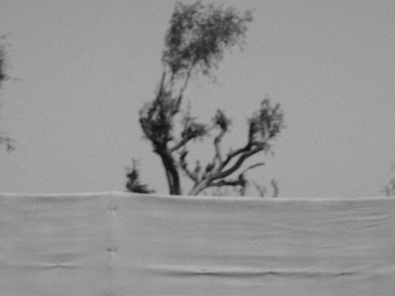 A silhouette of a tree against a gray sky, partially obscured by a white barrier.