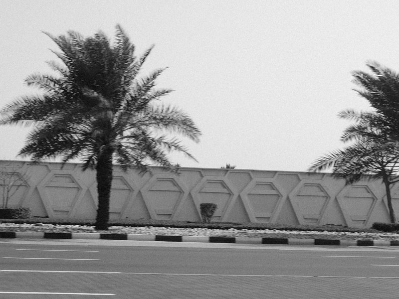 Black and white photo of palm trees beside a geometric wall along a road.