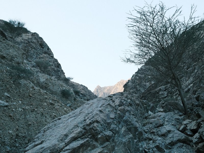 A rocky canyon with a sparse tree and distant mountains under a clear sky.