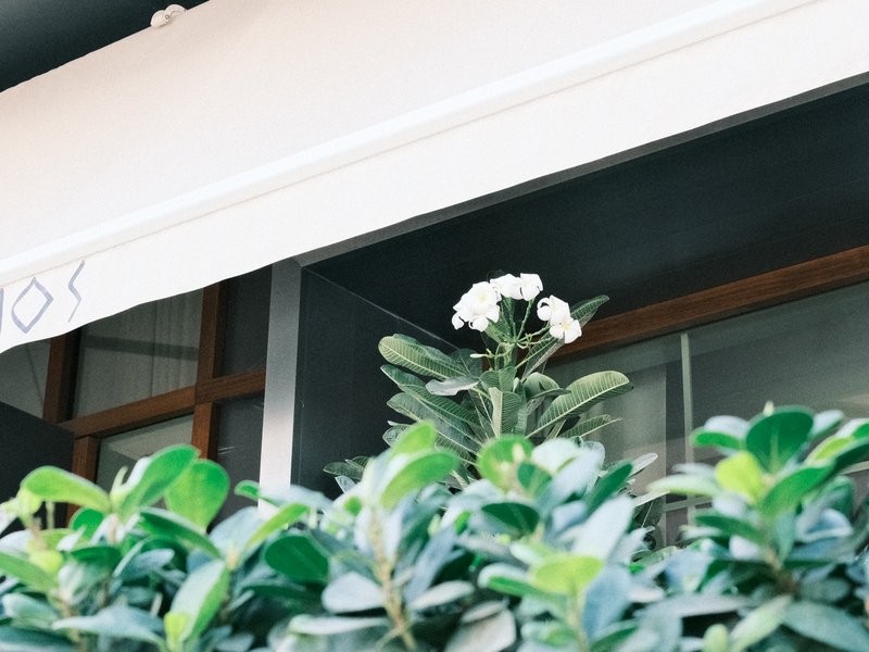 A close-up view of a green plant with white flowers, partially obscured by lush foliage in an urban setting.