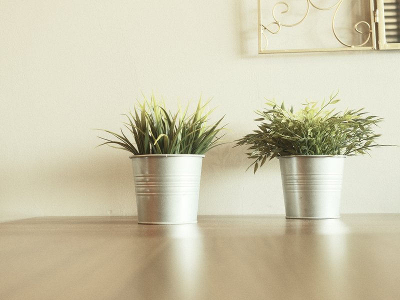 Two potted plants on a wooden table against a light wall, creating a serene indoor atmosphere.
