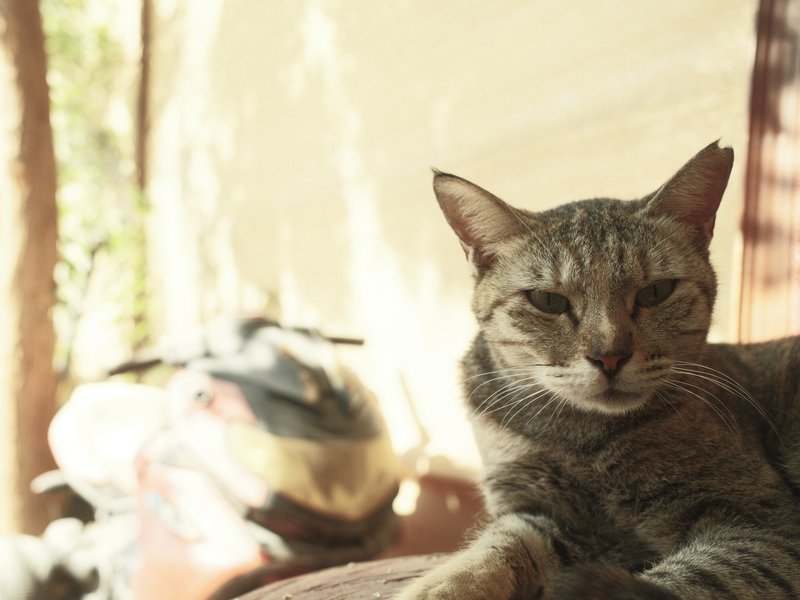 A relaxed tabby cat lounging in a sunlit outdoor setting with a blurred background.