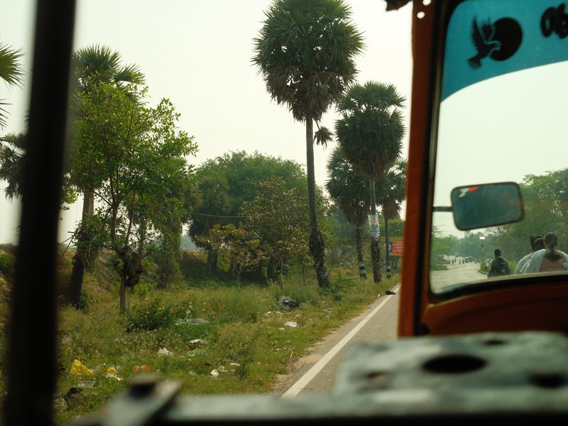 View from a vehicle showing a rural road lined with palm trees and greenery.