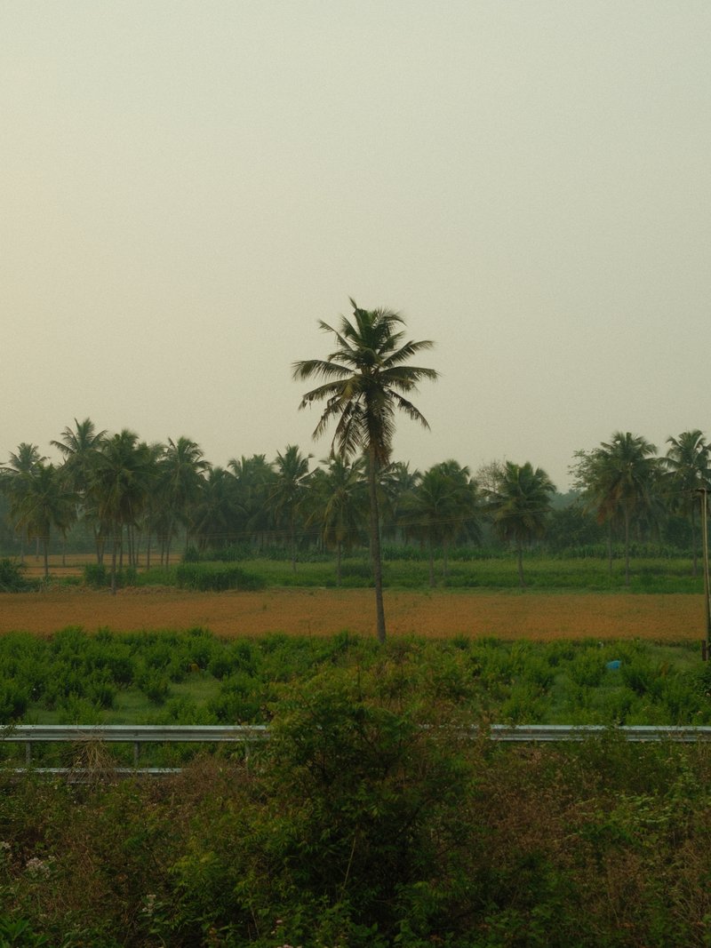A solitary palm tree stands amidst a lush green landscape with fields and distant palm trees under a hazy sky.