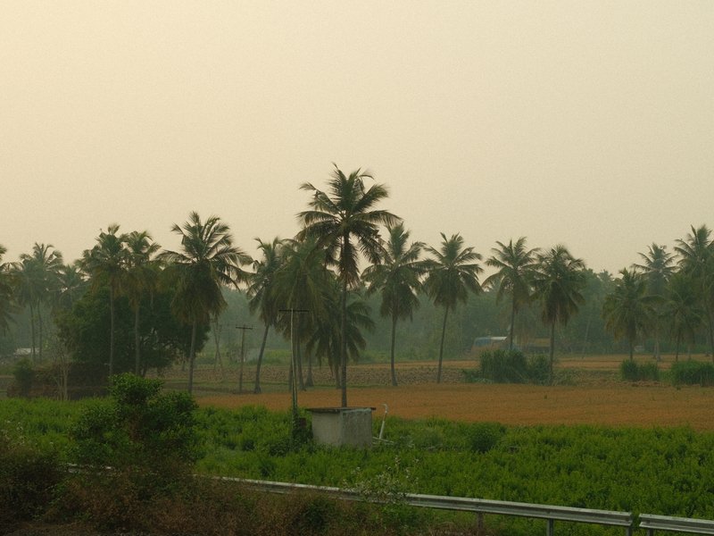 A serene landscape featuring palm trees against a hazy sky with fields in the foreground.