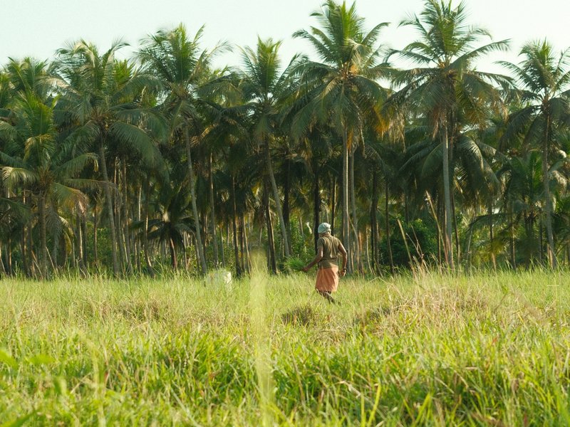 A person walking through a lush green field with tall grass and palm trees in the background.