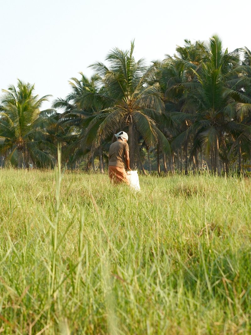 A person in a field of tall grass with palm trees in the background under a clear sky.