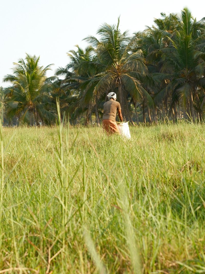 A person walking through tall grass in a field with palm trees in the background under bright sunlight.