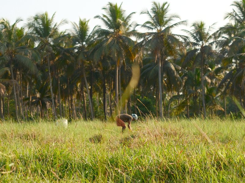 A bird standing in a grassy field with palm trees in the background under bright sunlight.