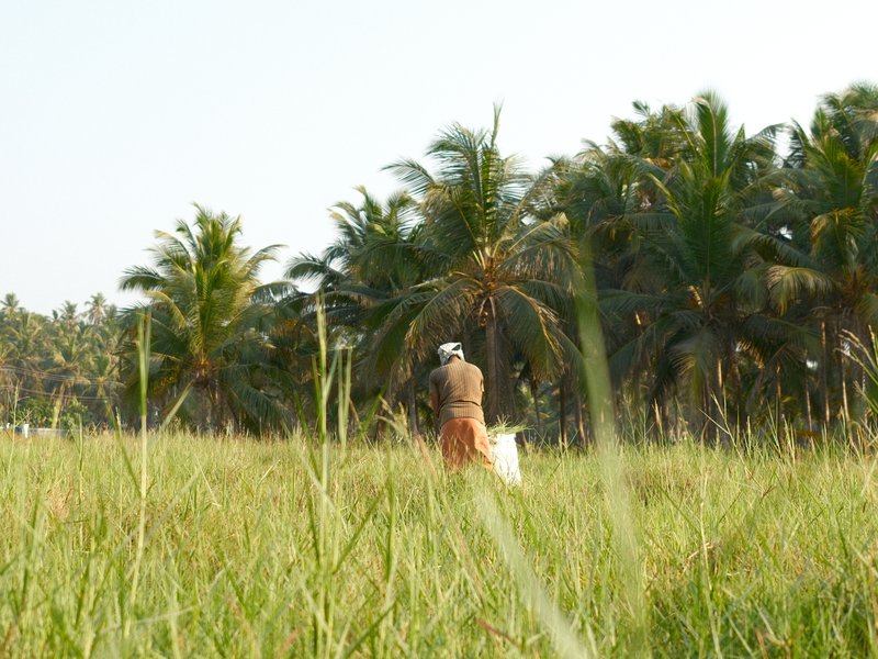 A person in a field of tall grass with palm trees in the background under a clear sky.