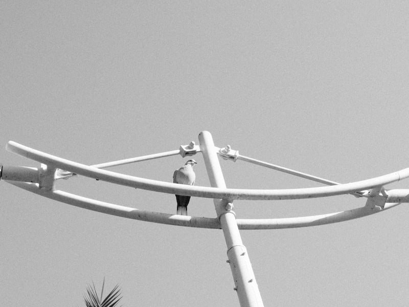 A bird perched on a white structure against a clear sky, with palm leaves in the background.