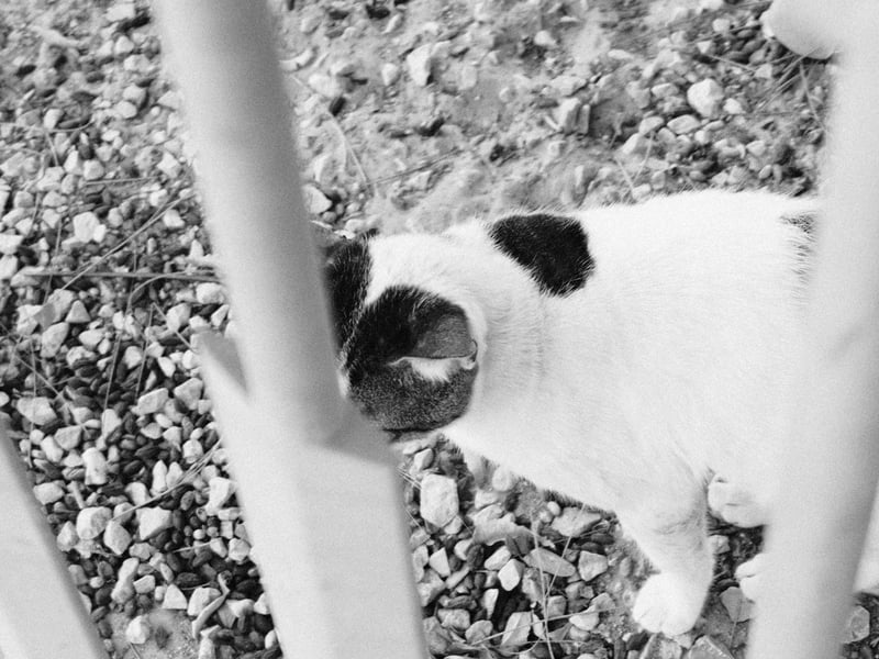 A black and white photo of a cat partially obscured by wooden slats, with a gravel background.