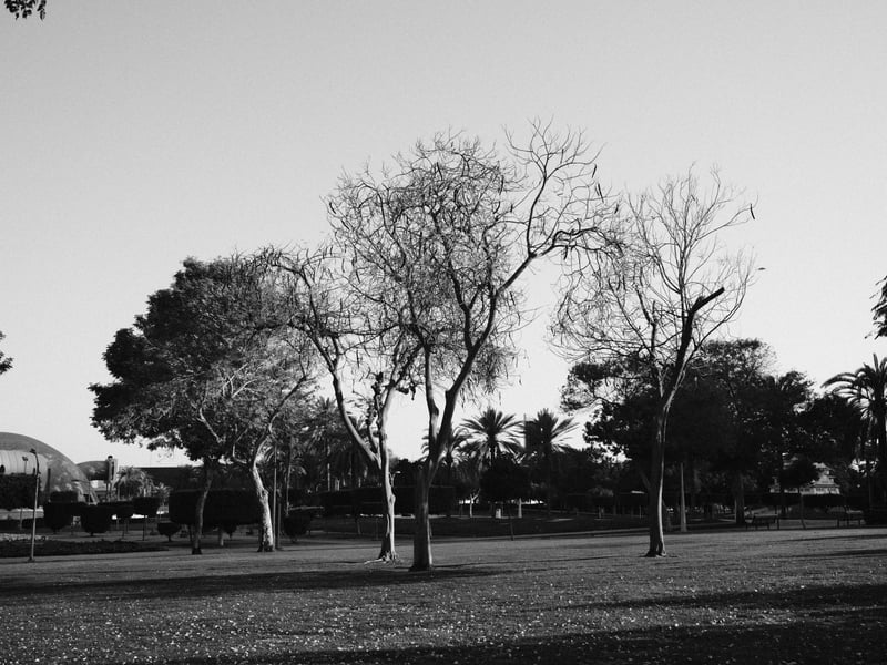 Black and white photo of bare trees in a park during the day with a clear sky.