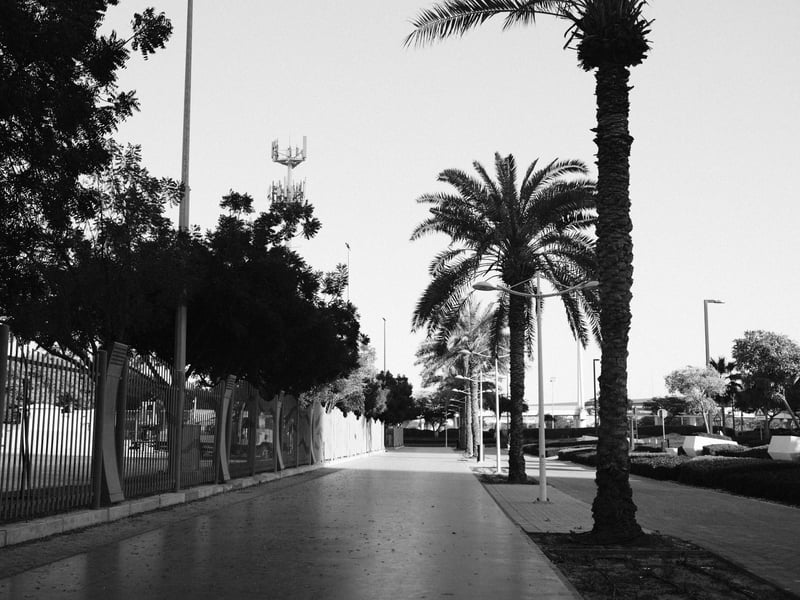 A palm tree-lined walkway with a clear sky and urban elements in black and white.