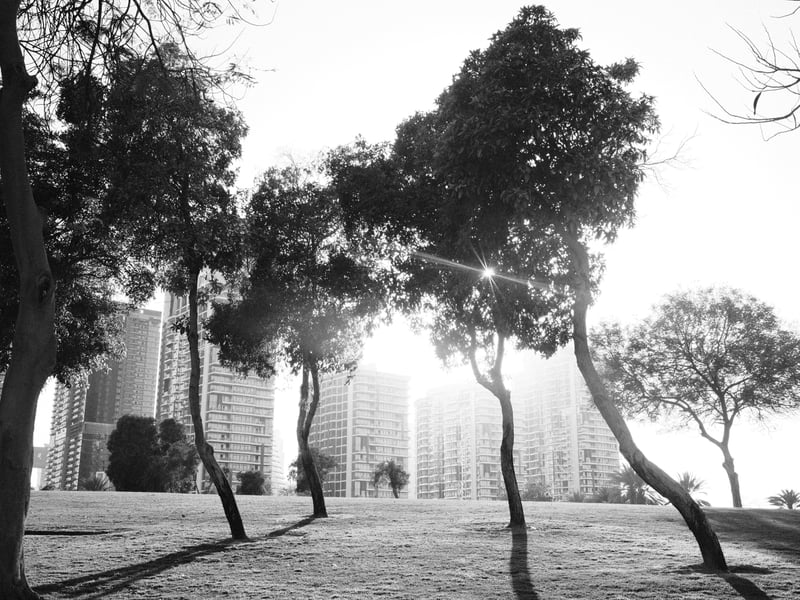 Silhouetted trees in a park with sunlight peeking through, urban buildings in the background.
