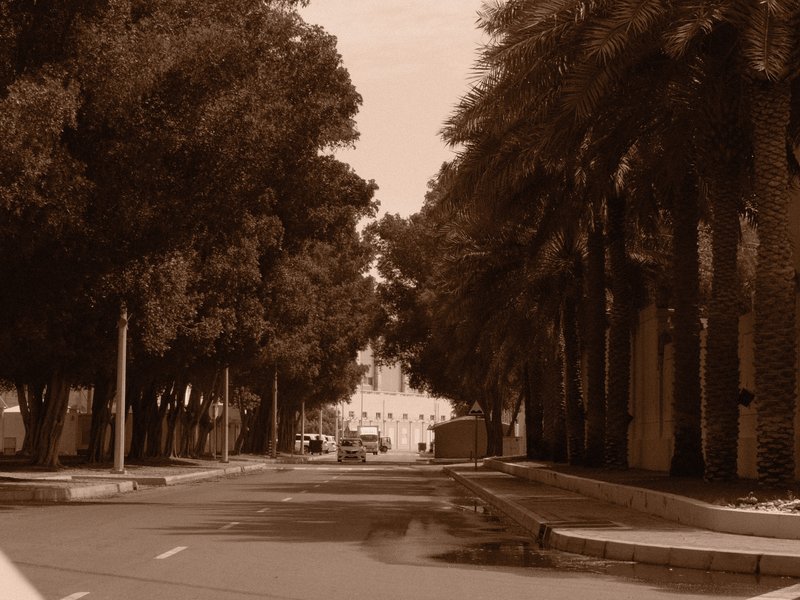 A quiet street lined with tall trees, leading to a distant building under a sepia tone.