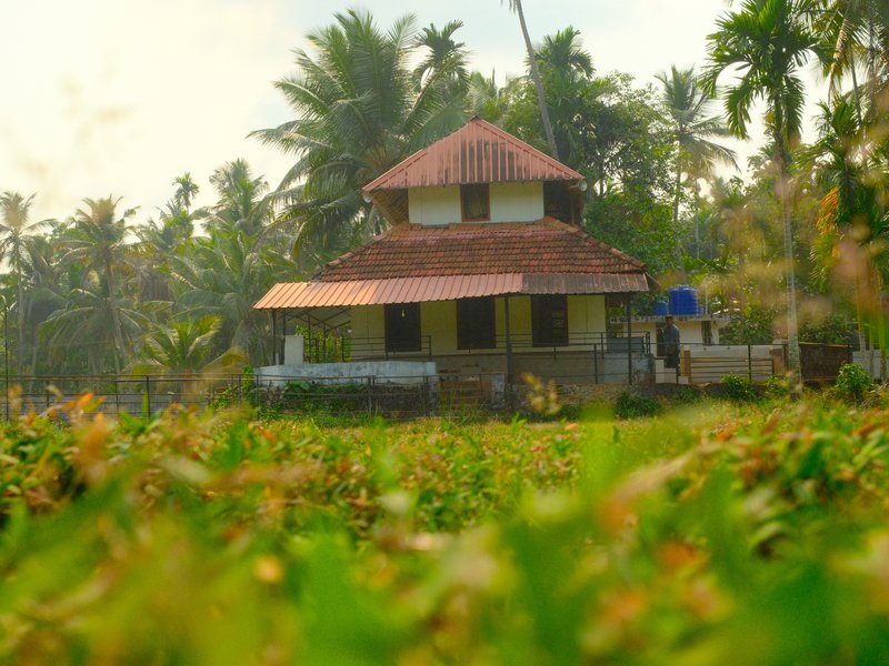 A traditional house surrounded by lush greenery and palm trees under soft sunlight.