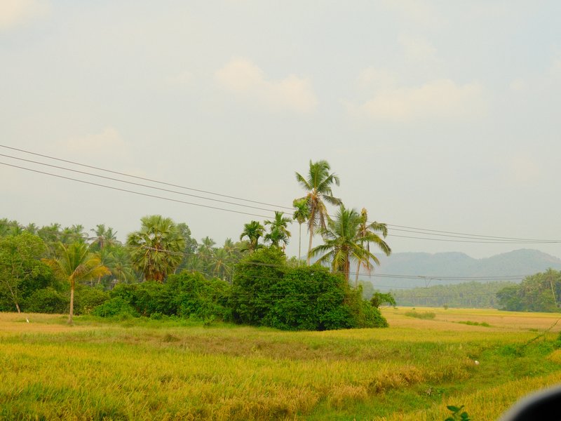 A lush green landscape with palm trees and rice fields under a cloudy sky.