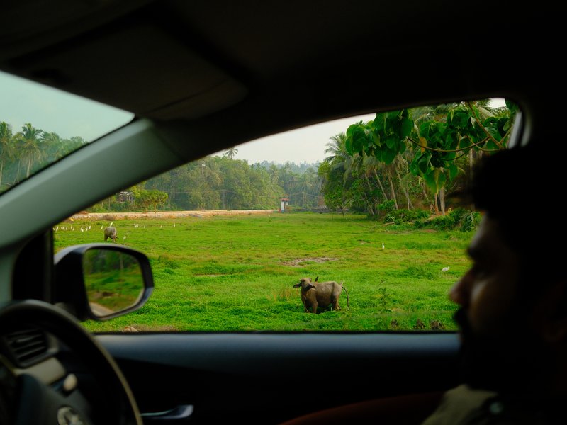 A man inside a car looking out at a green field with a dog in the distance.
