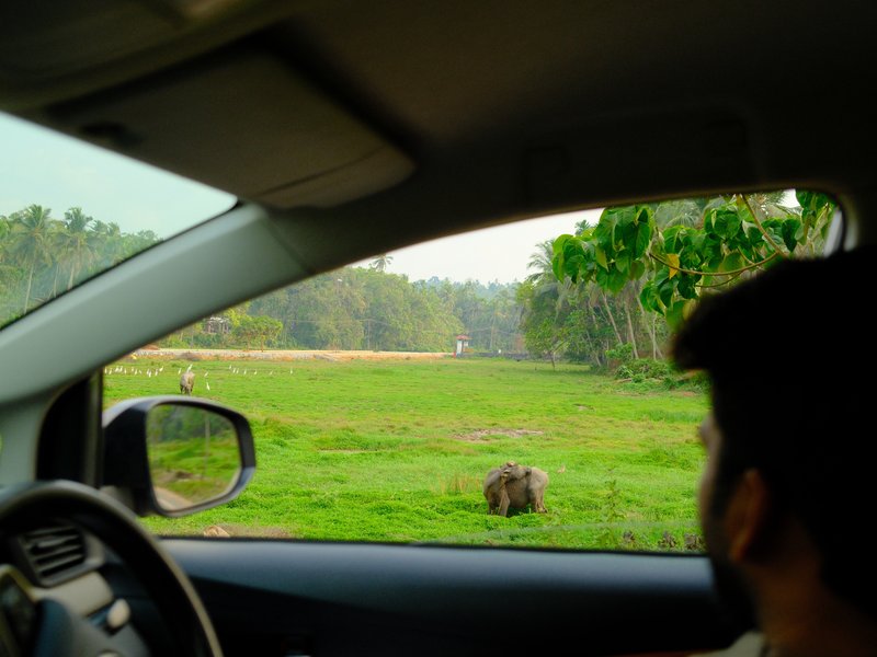 A man sitting in a car looking out at a green field with a cow in the distance.
