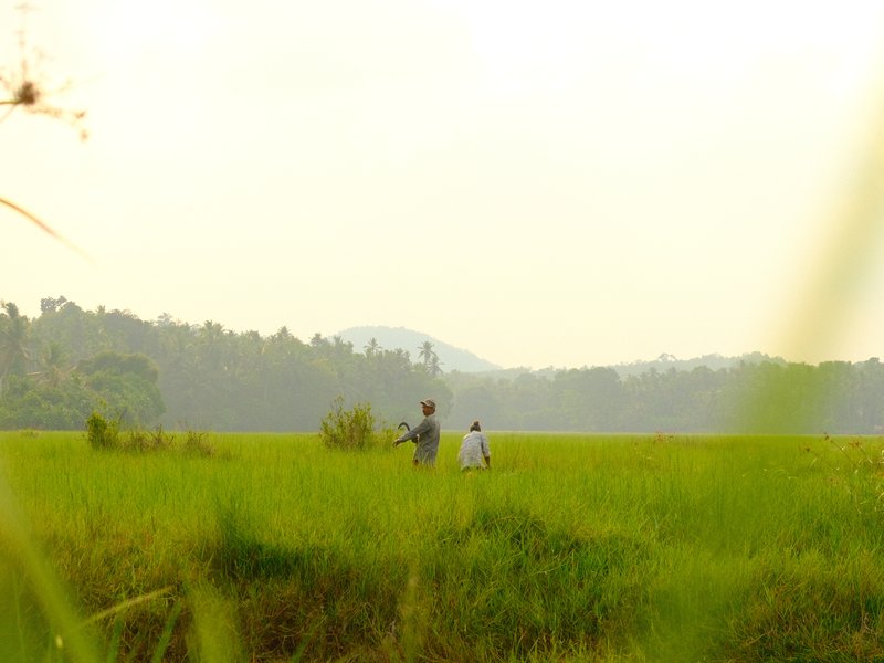 Two people walking through a green rice field with distant hills under a hazy sky.
