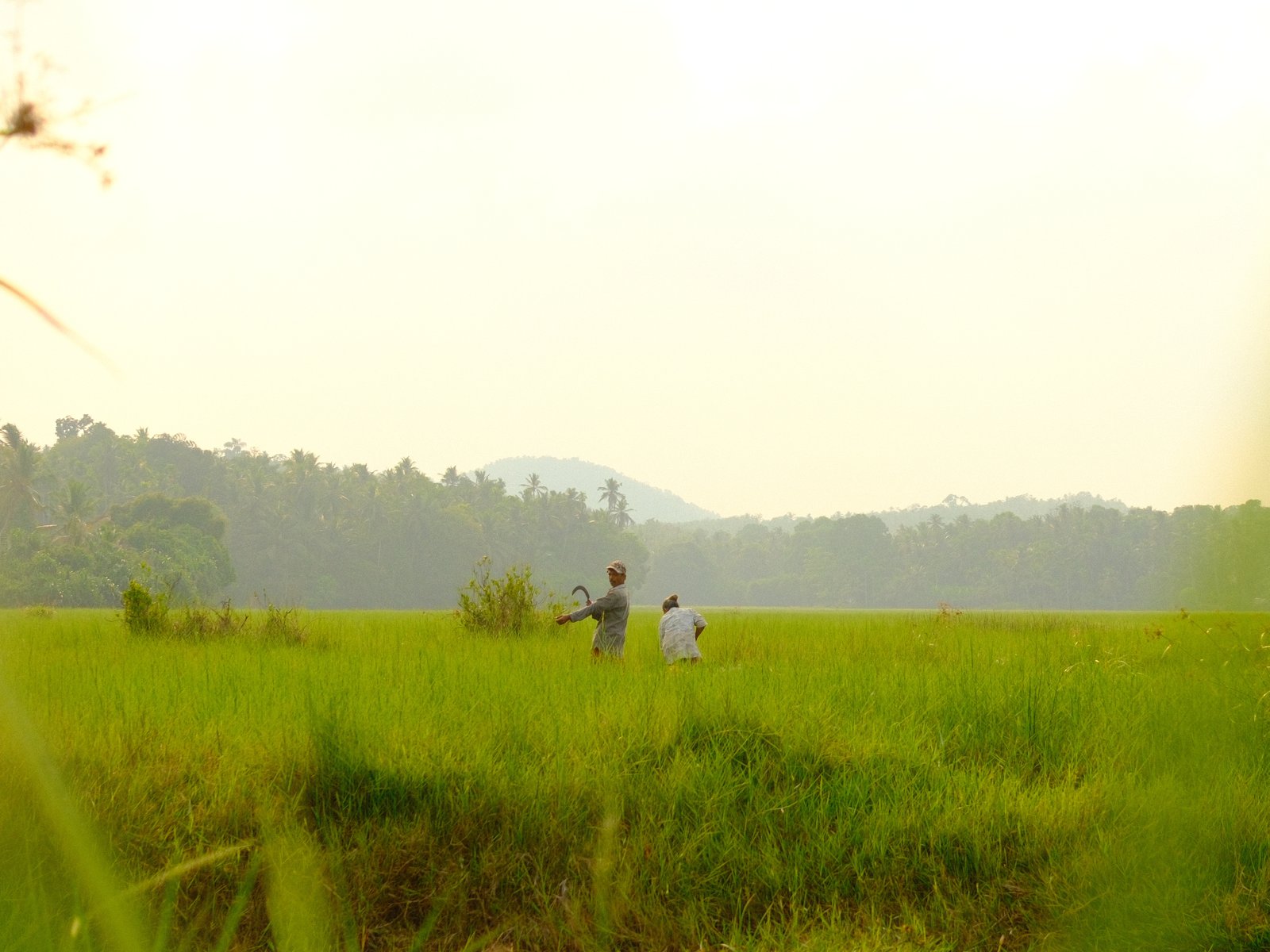 Two people standing in a green rice field with mountains in the background under a bright sky.