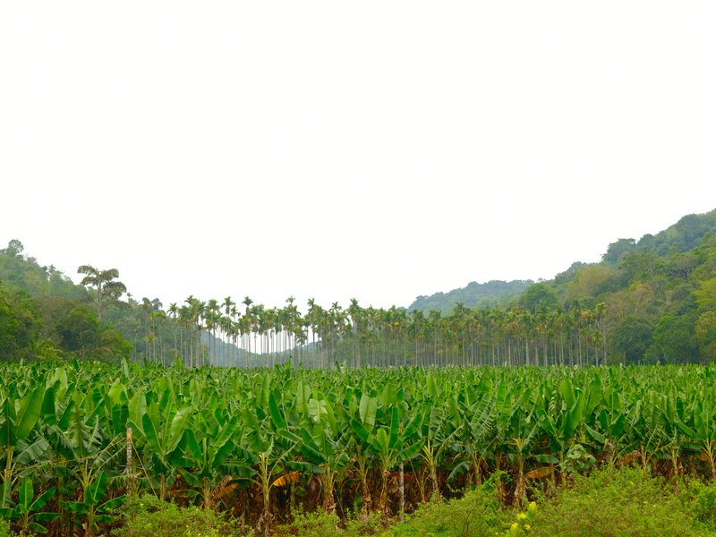A lush green banana plantation with distant hills under a cloudy sky.