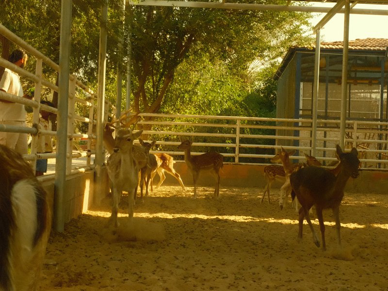 A group of goats in a pen with sunlight filtering through a fence, creating a warm atmosphere.