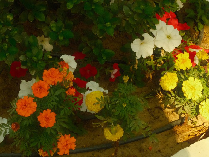 Colorful flowers in a garden setting with green foliage in the background.