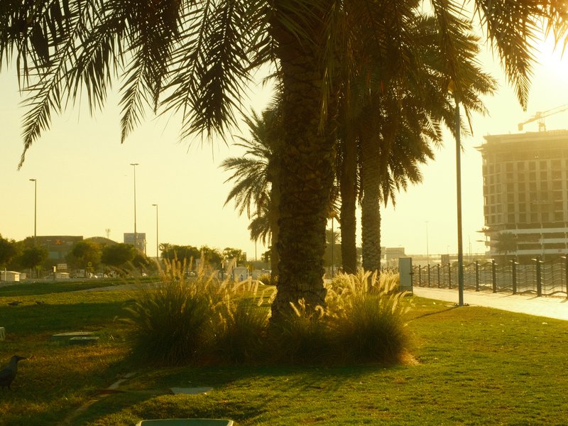 Palm trees and grass in a park during golden hour with a building in the background.