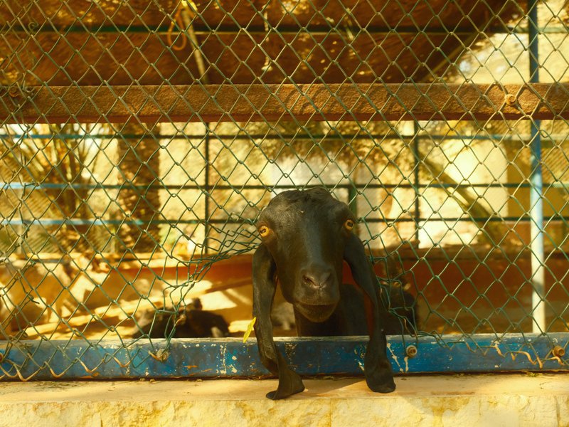 A black goat peering through a wire fence in a rustic setting with warm sunlight.