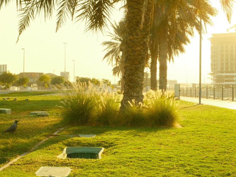 A sunlit park scene with palm trees, grass, and a pathway, creating a warm and inviting atmosphere.