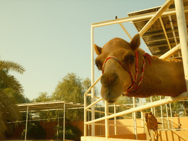 A close-up of a camel's head with a warm yellow background and a hint of greenery.
