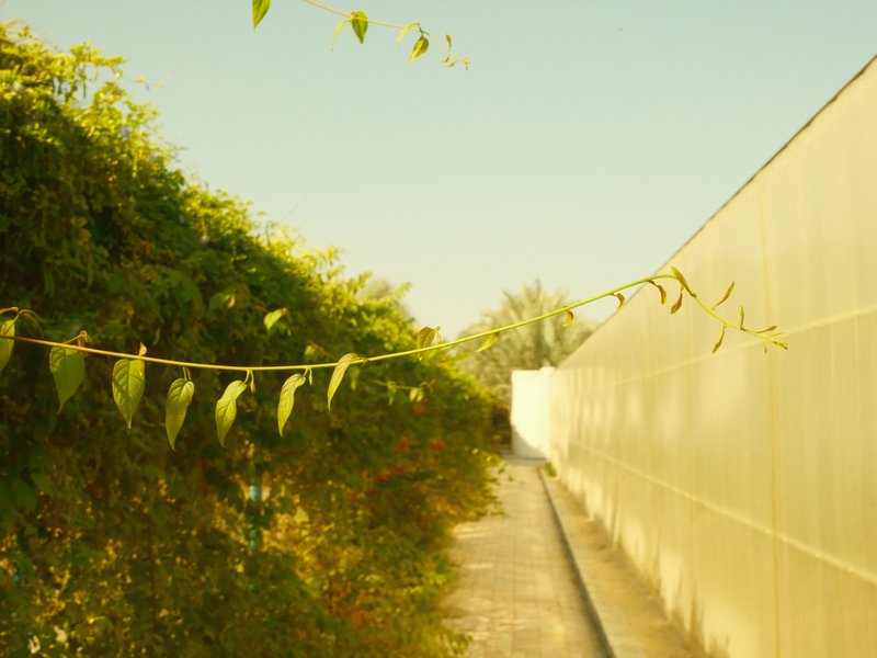 A narrow pathway bordered by green foliage and a white wall under a clear sky.