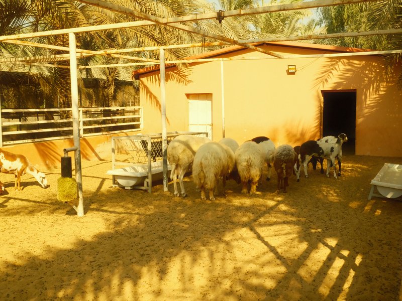 A group of sheep gathered near a building in a sandy outdoor area with palm trees.